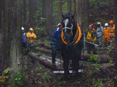 馬による間伐材の搬送の様子。2011年度イニシアティブ助成「三陸地域の山と海を守り育てる―住民自ら地域の豊かな山と海を守り育て、次世代へ伝える―自伐林業復活（漁家林家）とシンプルなバイオマス利用による地域に根付いた生業づくり～」